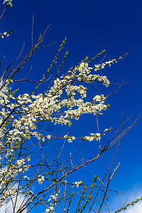 春日樱花的花朵蓝色季节植物分支机构生长绿色天空宏观白色背景图片