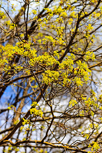 初春 温柔的叶子 嫩芽和树枝植物生长蓝色分支机构环境晴天植物群黄色太阳植物学背景图片