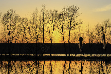 沼泽上方美丽夕阳的景象芦苇地平线场景墙纸季节黄色太阳反射阳光天空背景图片