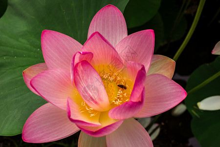 湖边的埃及莲花百合花园叶子热带植物学荷花池塘核桃属植物群植物背景图片