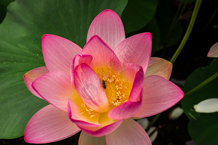 湖边的埃及莲花核桃属荷花植物学池塘热带叶子植物百合植物群花园背景