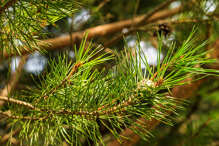 森林里的青松树绿锥锥体季节木头季节性绿色植物植物群针叶树宏观生长背景图片