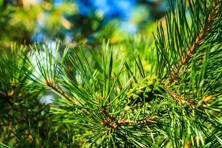 森林里的青松树绿锥生长木头宏观针叶树绿色锥体植物季节性季节植物群背景图片