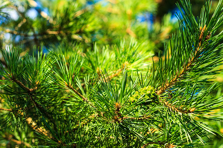 森林里的青松树绿锥植物群植物绿色生长宏观季节木头季节性针叶树锥体背景图片