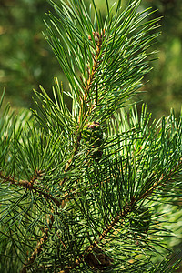 森林里的青松树绿锥锥体生长植物季节木头植物群宏观针叶树季节性绿色背景图片