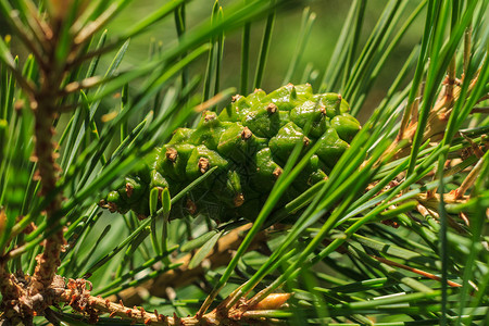 森林里的青松树绿锥木头生长季节性宏观植物绿色植物群季节锥体针叶树背景图片