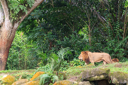 哮吼新加坡-CIRCA 2018 大雄狮在新加坡动物园的围栏里紧张地走来走去动物护理 旅行和野生动物观察的概念背景
