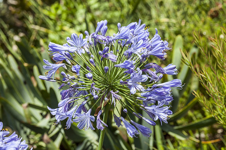 非洲百合阿加潘图斯蓝色植物活力园艺植物群季节宏观花瓣生长花园背景