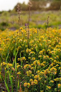 夏季的黄青花朵繁衍日落季节叶子黄色植物群场地绿色阳光金子花园背景图片