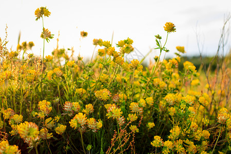 夏季的黄青花朵繁衍植物群宏观草坪场地花园日落绿色阳光叶子金子背景图片