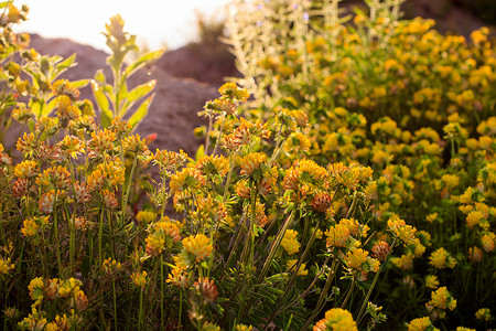 夏季的黄青花朵繁衍绿色阳光黄色金子植物花园宏观草地叶子草坪背景图片