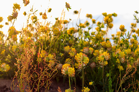 夏季的黄青花朵繁衍宏观草地季节叶子花园金子植物群绿色场地植物背景图片