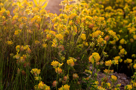 夏季的黄青花朵繁衍花园草地绿色草坪阳光黄色叶子场地植物植物群背景图片
