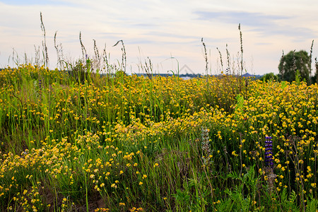 夏季的黄青花朵繁衍场地植物日落草坪花园宏观季节黄色绿色草地背景图片