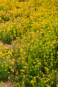 夏季的黄青花朵繁衍阳光植物日落草地叶子季节绿色宏观金子花园背景图片