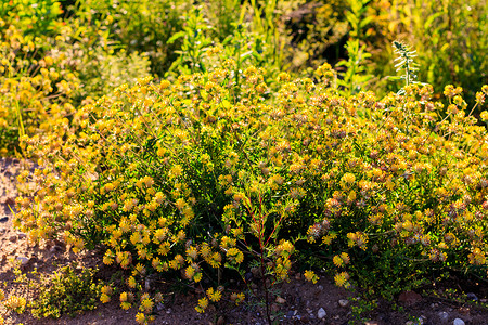 夏季的黄青花朵繁衍季节绿色黄色植物群叶子阳光金子场地草地草坪背景图片