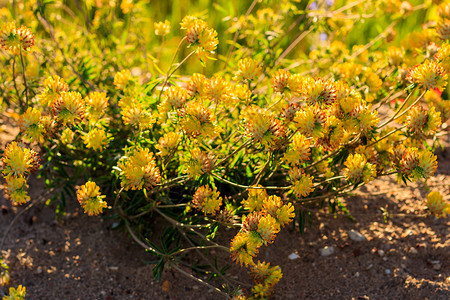 夏季的黄青花朵繁衍黄色阳光植物植物群叶子绿色草地日落宏观花园背景图片
