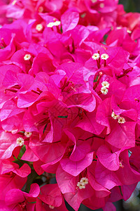 美丽的热带外来热带风情 粉红色或红色的布干维尔花朵衬套叶子紫红色植物群紫色生长宏观花园植物公园背景图片