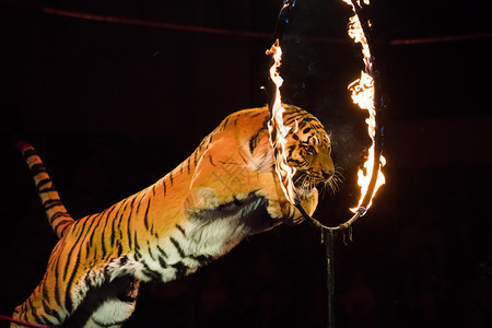 马戏团老虎马戏团 泰格从火中跳跃展示条纹哺乳动物捕食者老虎男人培训师艺术家荒野背景