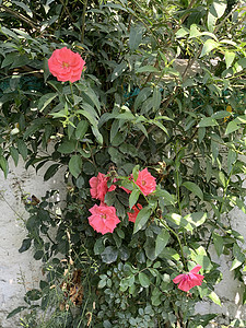 白色墙附近的绿色植物上的大红花朵衬套街道园艺植物群叶子花瓣花园建筑学房子植物背景图片