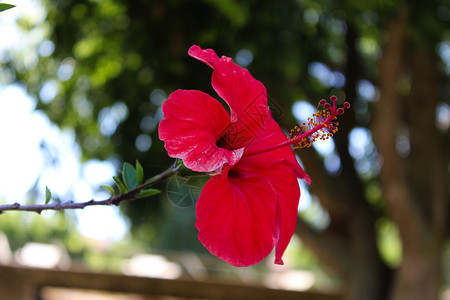 侧面的芙蓉花宏图 带有明显的花药和雌蕊细节 中国木槿 中国月季 夏威夷木槿 玫瑰锦葵 鞋黑植物热带叶子家庭芙蓉花粉宏观背景图片