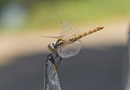 翅膀单个素材金属柱上游滑翔长滑翔龙尾飞行的近视细节自然昆虫荒野流浪者花园黑色农村胸部翅膀动物背景