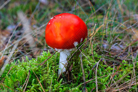 秋林中的红色红丽花 在阴云的一天荒野危险生物学森林苔藓木头生物伞菌生长叶子背景图片