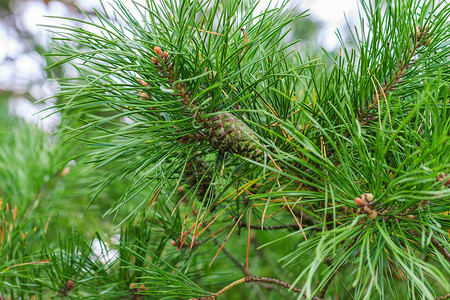 森林里的青松树绿锥植物木头季节针叶树锥体生长植物群宏观绿色季节性背景图片