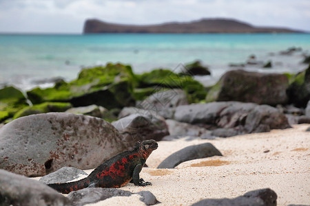动物-加拉帕戈斯群岛埃斯帕诺拉岛上的圣诞海鬣蜥背景图片