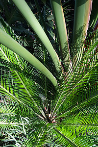 苏铁和棕榈树热带植物 Abstrac背景图片
