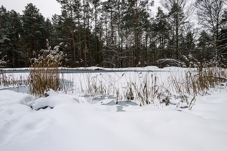云里雾里松林的冰霜覆盖着池塘木头环境松树植物森林季节场景公园冻结天气背景