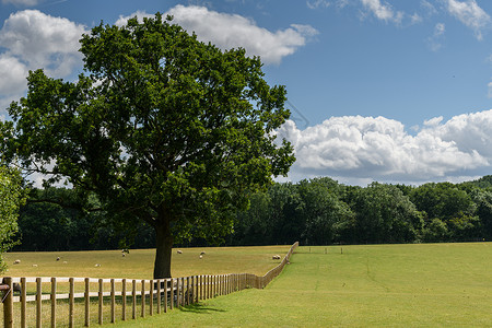 伍斯特郡英属乡村地带的木林围栏和树木旅行农村假期场景牧场农场栅栏照片草地风景背景
