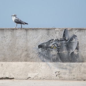羽毛壁画在港口墙壁上的海鸥由在wal绘的一只猫观看背景