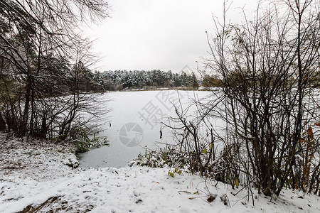 松林湖雪松林的冰霜覆盖着池塘植物森林木头季节松树冻结公园场景天气环境背景