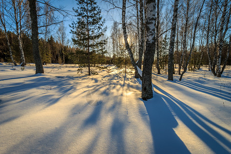潇洒桦树冬季白树林美丽的日落 冬天松树晴天冻结光束天空环境场景阳光公园桦树背景