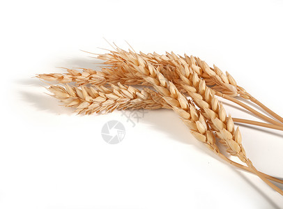 一些小麦粒子植物群食物植物种子黄色小穗收成背景图片