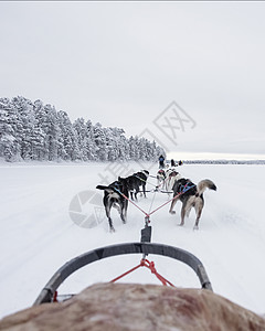 狗拉雪橇糊涂自然高清图片