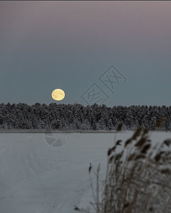 月亮树素材月亮挂在树上天空中 在下雪 冬天 陆地日落太阳蓝色季节星系森林场景天气树木星星背景