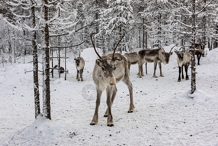 雪瑞斯特寒冷的芬兰高清图片