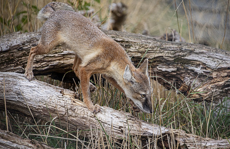 被囚禁的科萨克福克斯野生动物猎人动物头发眼睛白色哺乳动物环境狐狸半沙漠背景图片