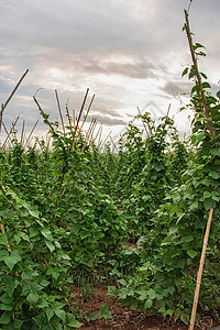 绿豆地区农场农村蔬菜菜豆地面蓝色太阳收成树叶甘蔗高清图片