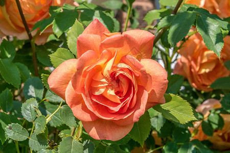 单橙色玫瑰花束团体紫色花朵花瓣粉色高清图片