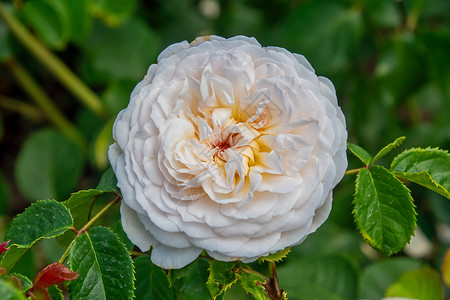 大卫奥斯汀玫瑰白色英语灌木玫瑰背景