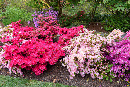 花朵花粉色英语公园红色花朵绿色紫色花园植物白色背景图片