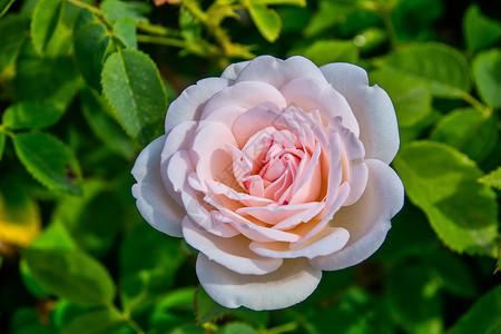 粉红色英语灌木玫瑰绿色植物学粉色植物花园季节花瓣植物群背景图片