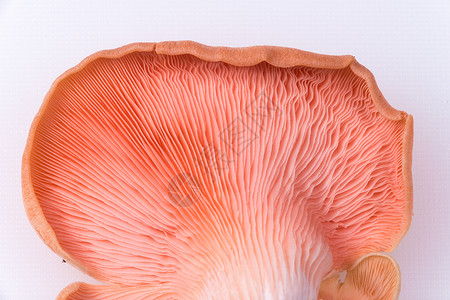 粉色牡蛎蘑菇白色工作室蔬菜食物背景图片