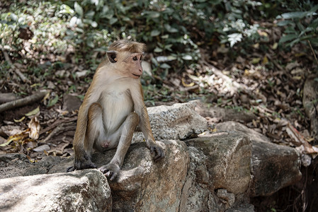 Macaque是一种常见的猴子地方病高清图片