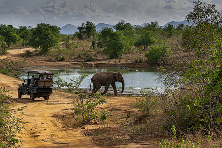瓦拉威在Udewalawe国家公园走过Safari吉普车的大象背景