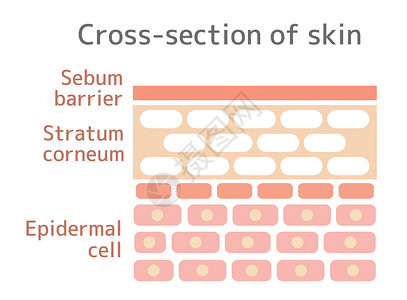 皮肤的剖面图说明横截面表皮绘画插图皮肤科图表治疗信息药品过敏图片