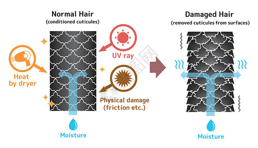 受损的头发健康头发和受损头发对比图插图商业信息沙龙辐射紫外线角质层女士设计图表插画